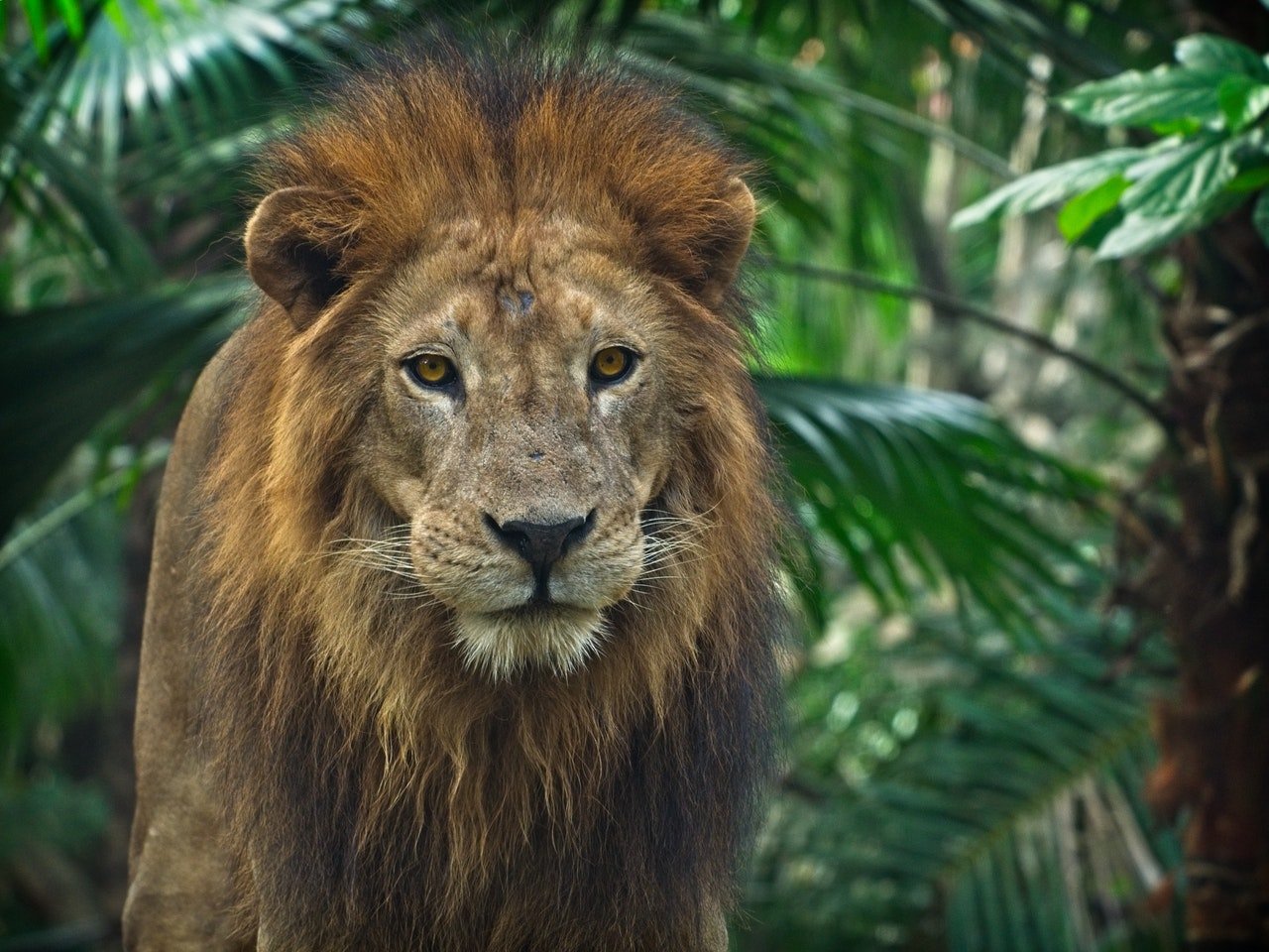 tableau lion deco